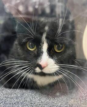 Domestic Short Hair Cats Available for Adoption - Andy Purrhol | PetCurious