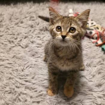 April -  Domestic Short Hair Cat for Adoption in Belleville, Illinois - April | PetCurious