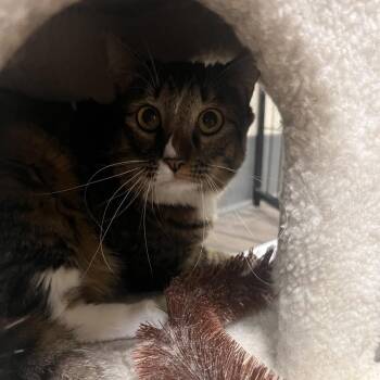 Domestic Long Hair Cats Available for Adoption - Carly | PetCurious