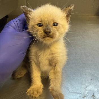 Arlo -  Domestic Short Hair Cat for Adoption in Tuscaloosa, Alabama - Arlo | PetCurious
