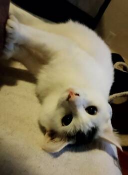 Rescue Domestic Long Hair Cats for Adoption in Woodland, California - Gandalf | PetCurious