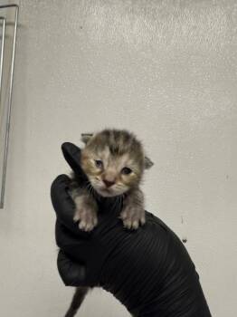 Rescue Domestic Short Hair Cats for Adoption in San Bernardino, California - PHYLLIS | PetCurious