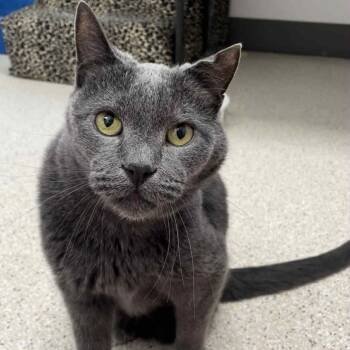 Rescue Domestic Short Hair Cats for Adoption in St. Helena, California - Theodore | PetCurious