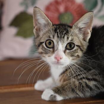 Bella -  Domestic Short Hair Cat for Adoption in Liverpool, Texas - Bella | PetCurious