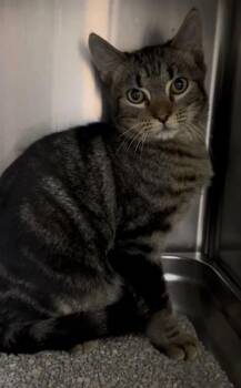 CAMPBELL -  Domestic Short Hair Cat for Adoption in St. Peters, Missouri - CAMPBELL | PetCurious