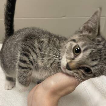 Peppermint -  Domestic Short Hair Cat for Adoption in Bristol, Indiana - Peppermint | PetCurious