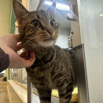 Chicken Bruce -  Domestic Short Hair Cat for Adoption in Pittsburgh, Pennsylvania - Chicken Bruce | PetCurious