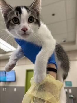 SISSY -  Domestic Short Hair Cat for Adoption in Las Vegas, Nevada - SISSY | PetCurious