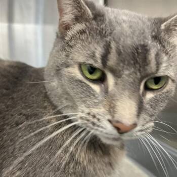 Jane -  Domestic Short Hair Cat for Adoption in Buffalo, New York - Jane | PetCurious