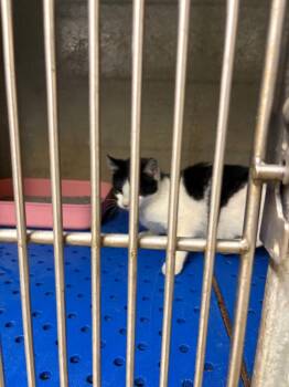 Domestic Short Hair Cats Available for Adoption in Benton, Arkansas - Honda | PetCurious
