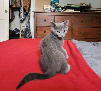 Rescue Domestic Short Hair Cats for Adoption in Baltimore, Maryland - Macaron (Sweet Treats Litter) | PetCurious