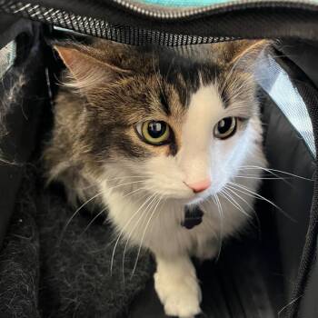 Gioia (AKA Dolly) -  Domestic Medium Hair Cat for Adoption in Youngtown, Arizona - Gioia (AKA Dolly) | PetCurious