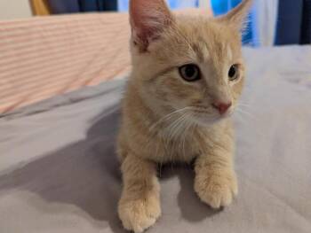 Domestic Short Hair Cats Available for Adoption in Minneapolis, Minnesota - Samba (FIV+) | PetCurious