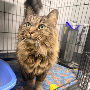 Minx -  Maine Coon and Domestic Long Hair Cat for Adoption in Georgetown, Kentucky - Minx | PetCurious