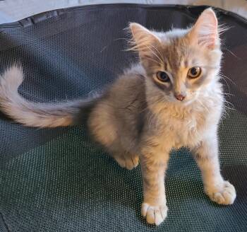 Peeta TH -  Domestic Long Hair Cat for Adoption - Peeta TH | PetCurious