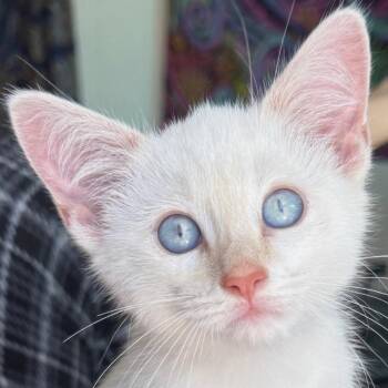 Voldemort -  Domestic Short Hair and Siamese Cat for Adoption in Redwood Valley, California - Voldemort | PetCurious