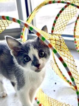 Joe -  Domestic Short Hair Cat for Adoption in Hobbs, New Mexico - Joe | PetCurious