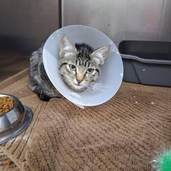 Kumquat -  Domestic Short Hair Cat for Adoption in Lake Havasu City, Arizona - Kumquat | PetCurious