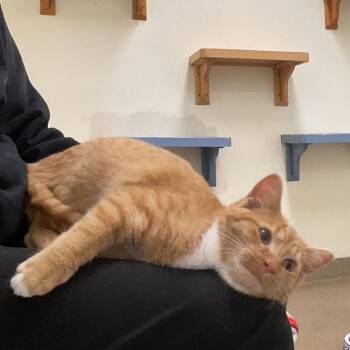 Domestic Short Hair Cats Available for Adoption - Marshall | PetCurious