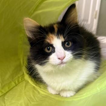 Junipurr -  Domestic Long Hair Cat for Adoption in Washougal, Washington - Junipurr | PetCurious