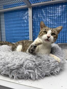 Rescue Domestic Short Hair Cats for Adoption in West Mifflin, Pennsylvania - Diego | PetCurious