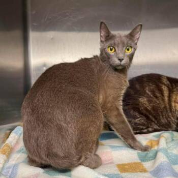 Princess Diana -  Domestic Short Hair Cat for Adoption in Beaumont, Texas - Princess Diana | PetCurious