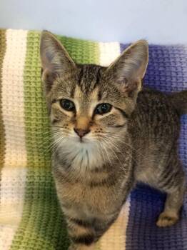 Marnie -  Domestic Short Hair Cat for Adoption in Elkins, West Virginia - Marnie | PetCurious