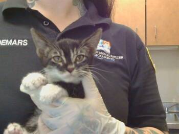 CORBIN -  Domestic Short Hair Cat for Adoption in Sacramento, California - CORBIN | PetCurious