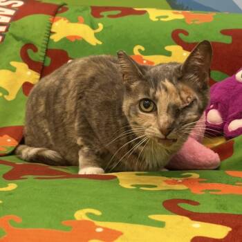 Kokopelli -  Domestic Short Hair Cat for Adoption in Los Angeles, California - Kokopelli | PetCurious