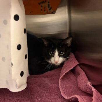 Domestic Short Hair Cats Available for Adoption in Council Bluffs, Iowa - Reggie | PetCurious