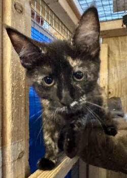 Suzu -  Domestic Short Hair Cat for Adoption in Centerville, Georgia - Suzu | PetCurious