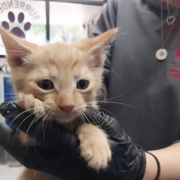 Butters -  Domestic Short Hair Cat for Adoption in Lufkin, Texas - Butters | PetCurious