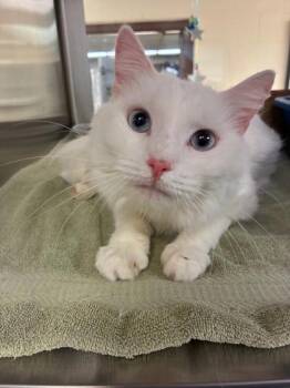 Ms. Thing -  Domestic Medium Hair and Domestic Short Hair Cat for Adoption in West Chester, Pennsylvania - Ms. Thing | PetCurious