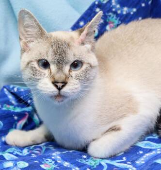 Siamese and Domestic Short Hair Cats Available for Adoption in Tierra Verde, Florida - Magic | PetCurious