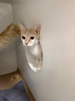 Domestic Short Hair Cats Available for Adoption in Boston, Massachusetts - ZARA | PetCurious