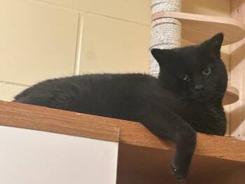 Rescue Domestic Short Hair Cats for Adoption - Dexter | PetCurious