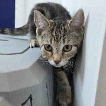 Mulan -  Domestic Short Hair Cat for Adoption in Voorhees Township, New Jersey - Mulan | PetCurious