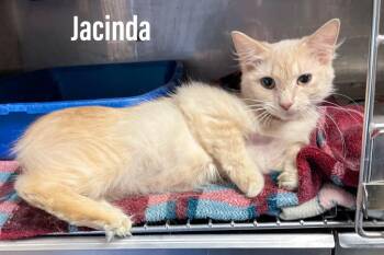 Jacinda -  Domestic Medium Hair Cat for Adoption in Clearfield, Kentucky - Jacinda | PetCurious