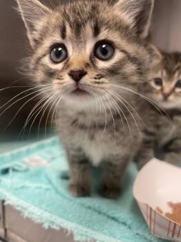 Grape -  Domestic Short Hair Cat for Adoption in Roseville, California - Grape | PetCurious