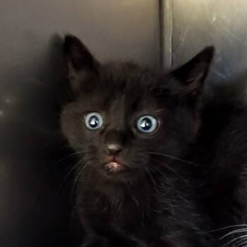 Domestic Medium Hair Cats Available for Adoption in Palestine, Texas - Aria | PetCurious