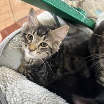 Mitch -  Domestic Medium Hair Cat for Adoption in West Point, Mississippi - Mitch | PetCurious