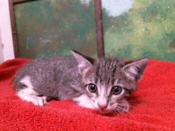 A2082401 -  Domestic Short Hair Cat for Adoption in Houston, Texas - A2082401 | PetCurious