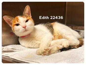 EDITH -  Domestic Short Hair Cat for Adoption in Marietta, Georgia - EDITH | PetCurious