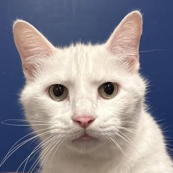 BamBam -  Domestic Short Hair Cat for Adoption in Columbus, Indiana - BamBam | PetCurious