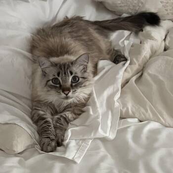 Domestic Long Hair and Ragdoll Cats Available for Adoption - Pippin | PetCurious