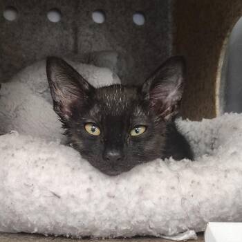 Domestic Short Hair Cats Available for Adoption in Springtown, Texas - Creek | PetCurious