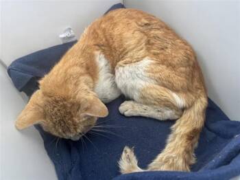 Domestic Short Hair Cats Available for Adoption - A799544 | PetCurious