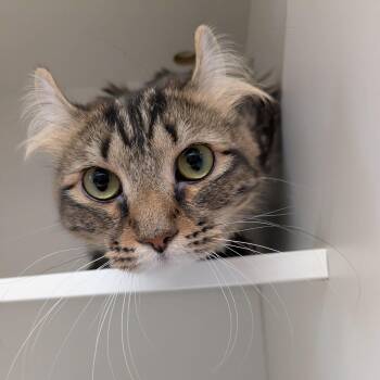 Matilda -  American Curl Cat for Adoption in Evanston, Illinois - Matilda | PetCurious