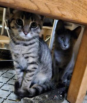 Domestic Medium Hair Cats Available for Adoption - Tigger | PetCurious