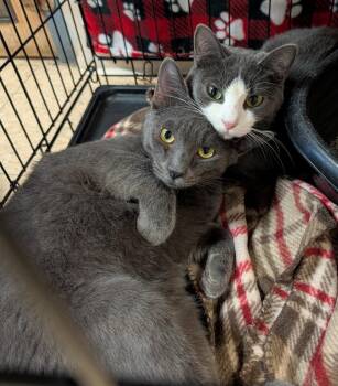 Domestic Short Hair Cats Available for Adoption in Marietta, Ohio - Mrs. Thumbs & Weebles (Spayed/Neutered) (Bonded Pair) | PetCurious